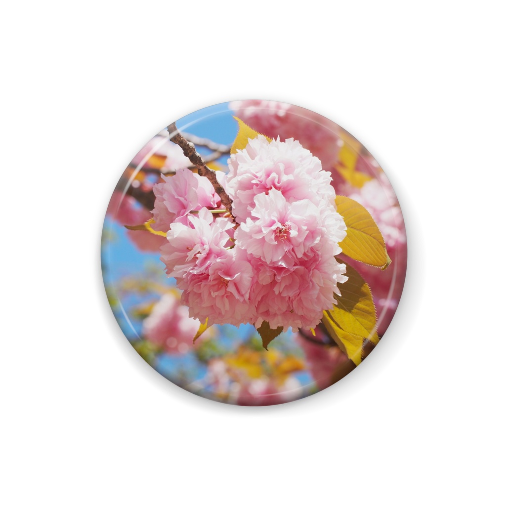 桜の缶バッジ
