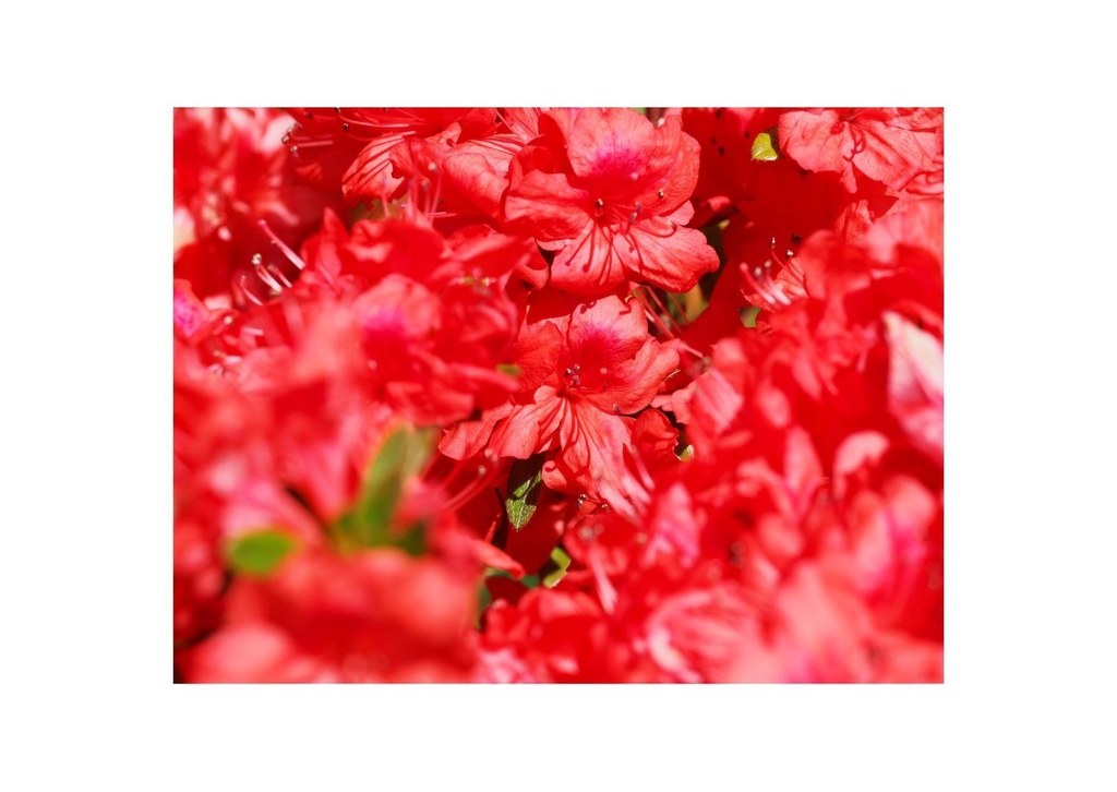 いろいろな花の写真