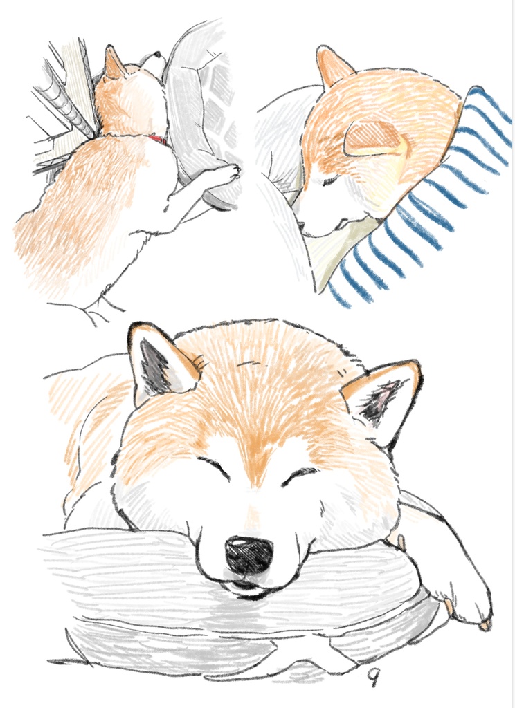 たっぷり柴犬スケッチ