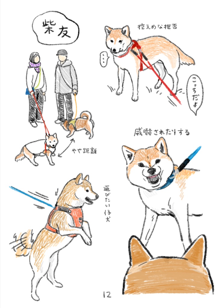 たっぷり柴犬スケッチ