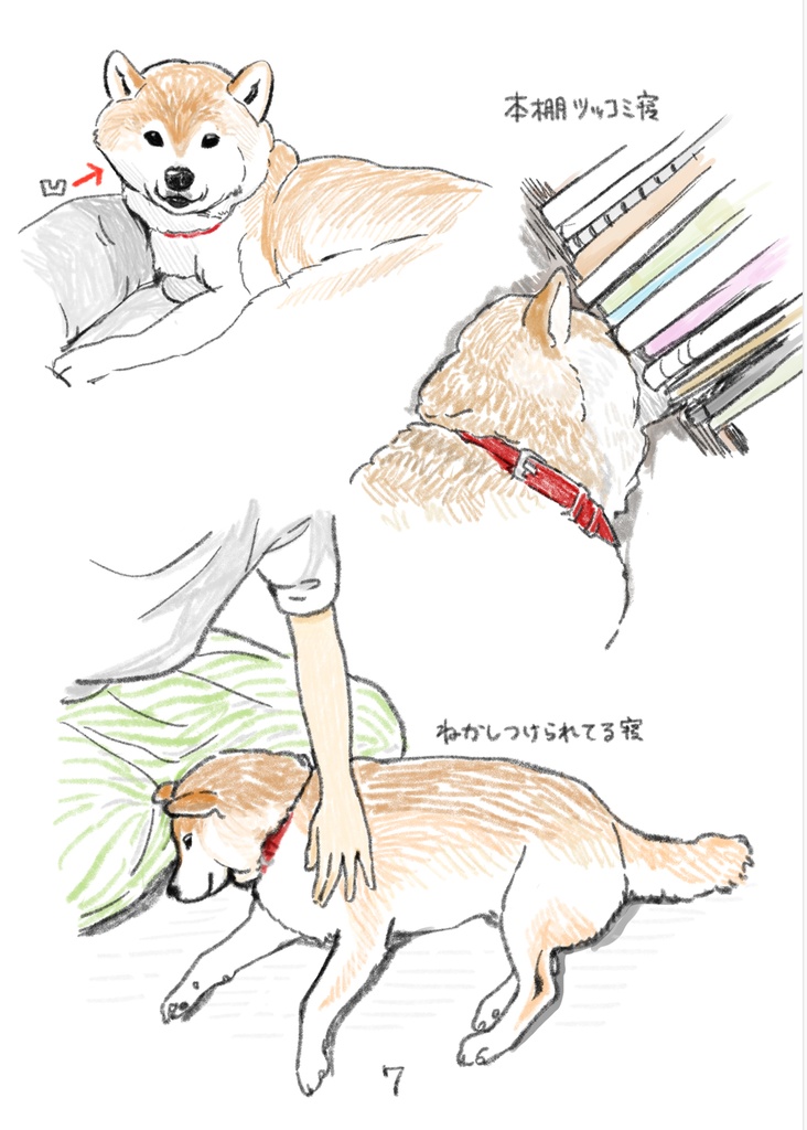たっぷり柴犬スケッチ