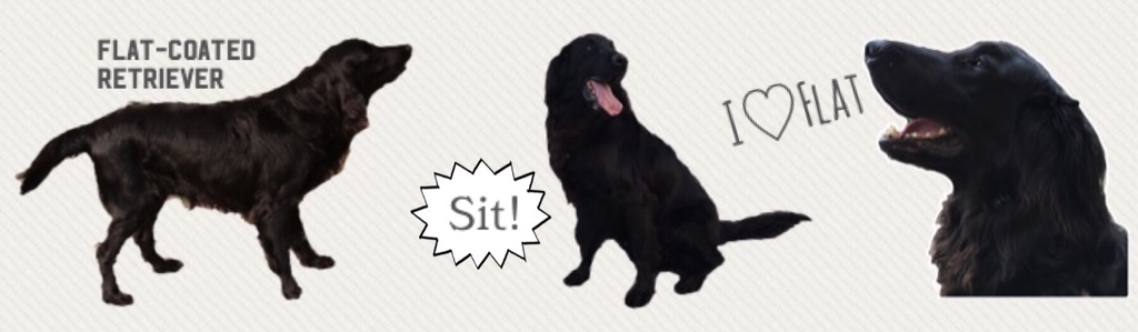 フラットコーテッドレトリバー マスキングテープ