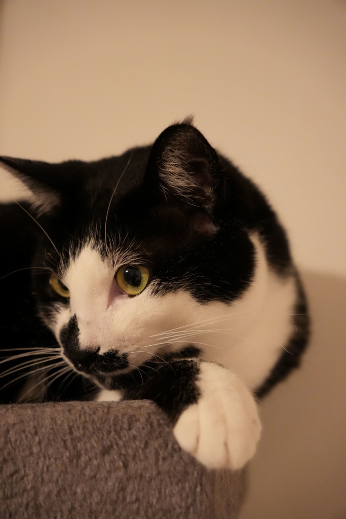 やさしい猫写真素材— SNS・ブログ向け 5枚セット —