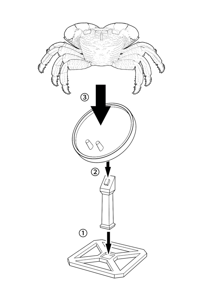 フル可動 イワガニ(完成品)