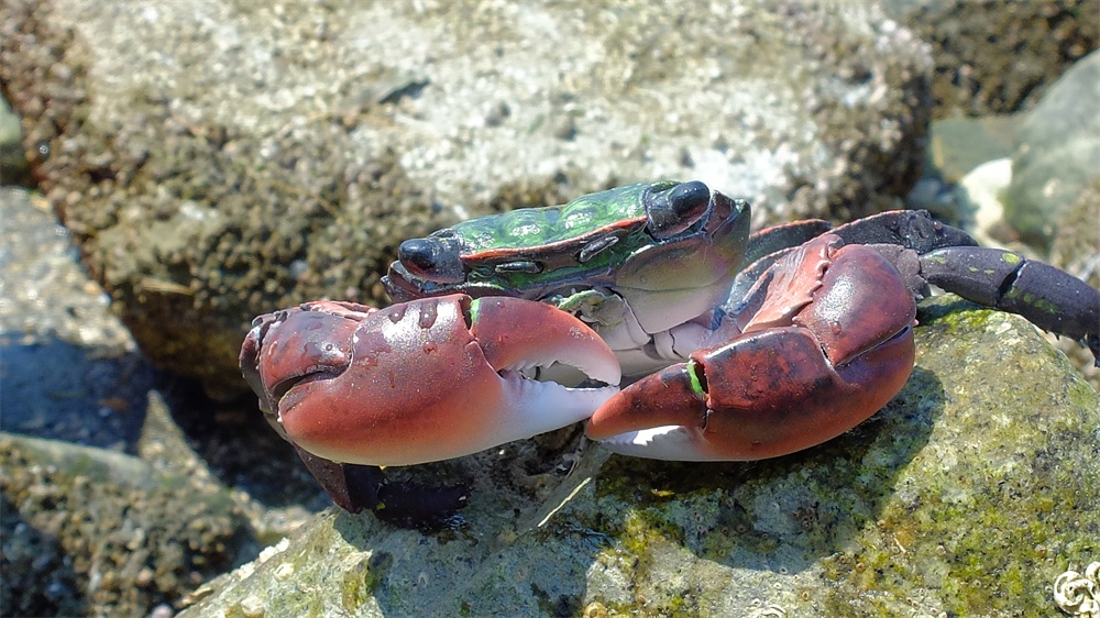 フル可動 イワガニ(完成品)