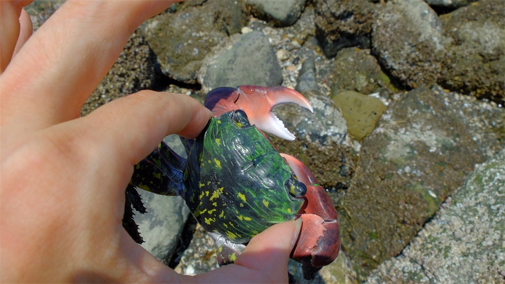 フル可動 イワガニ(完成品)