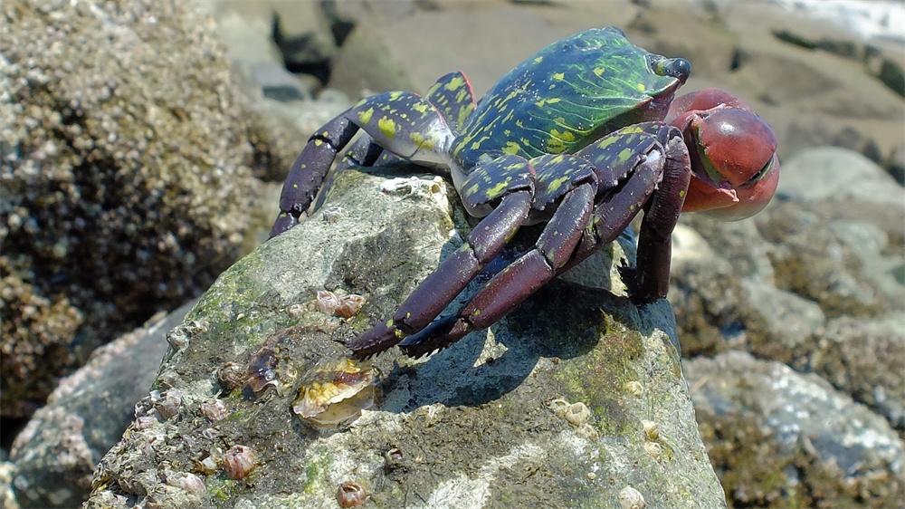 フル可動 イワガニ(完成品)