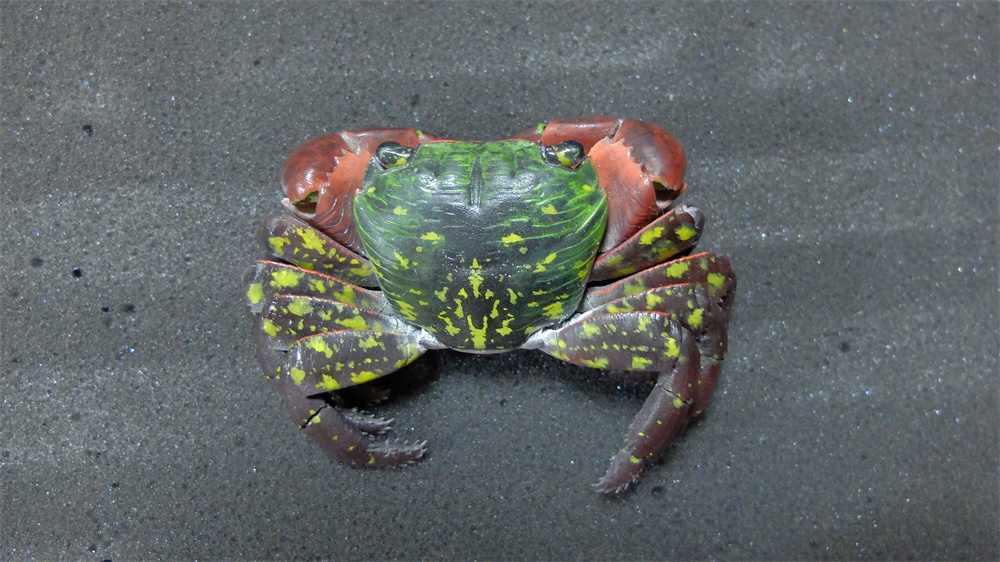 フル可動 イワガニ(完成品)