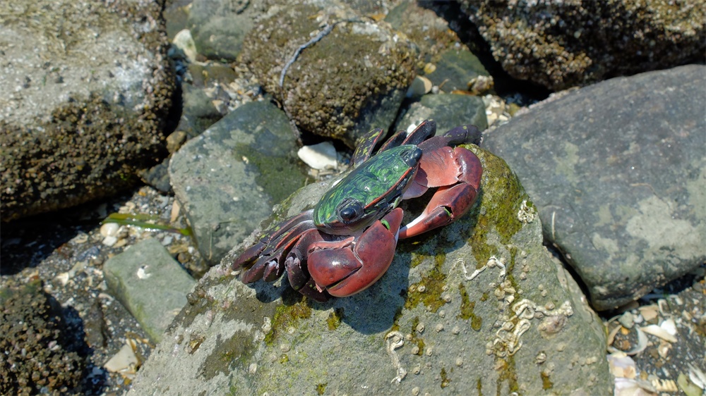 フル可動 イワガニ(完成品)