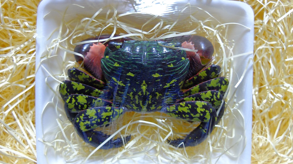 フル可動 イワガニ(完成品)