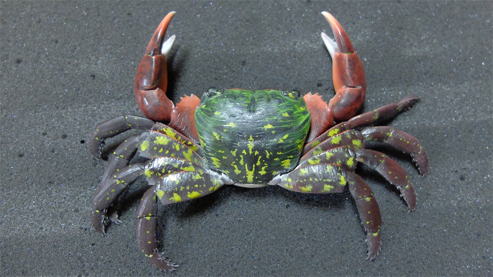 フル可動 イワガニ(完成品)