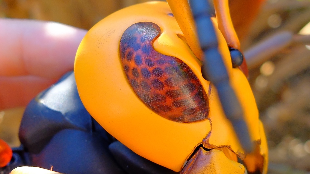 フル可動 オオスズメバチ(キット)