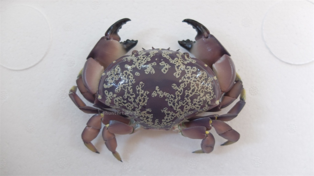 フル可動 スベスベマンジュウガニ(キット)