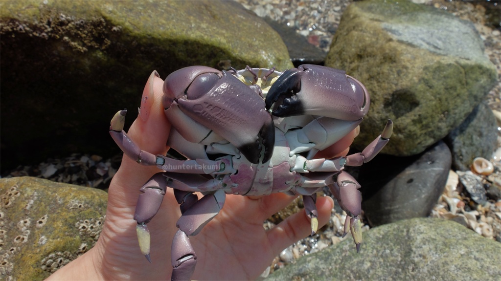 フル可動 スベスベマンジュウガニ(キット)