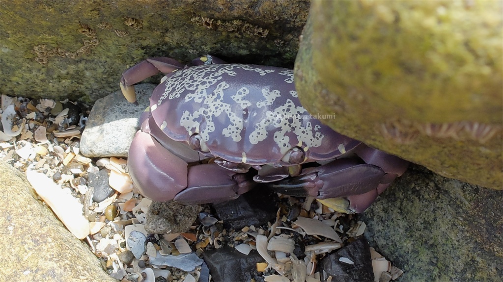 フル可動 スベスベマンジュウガニ(キット)