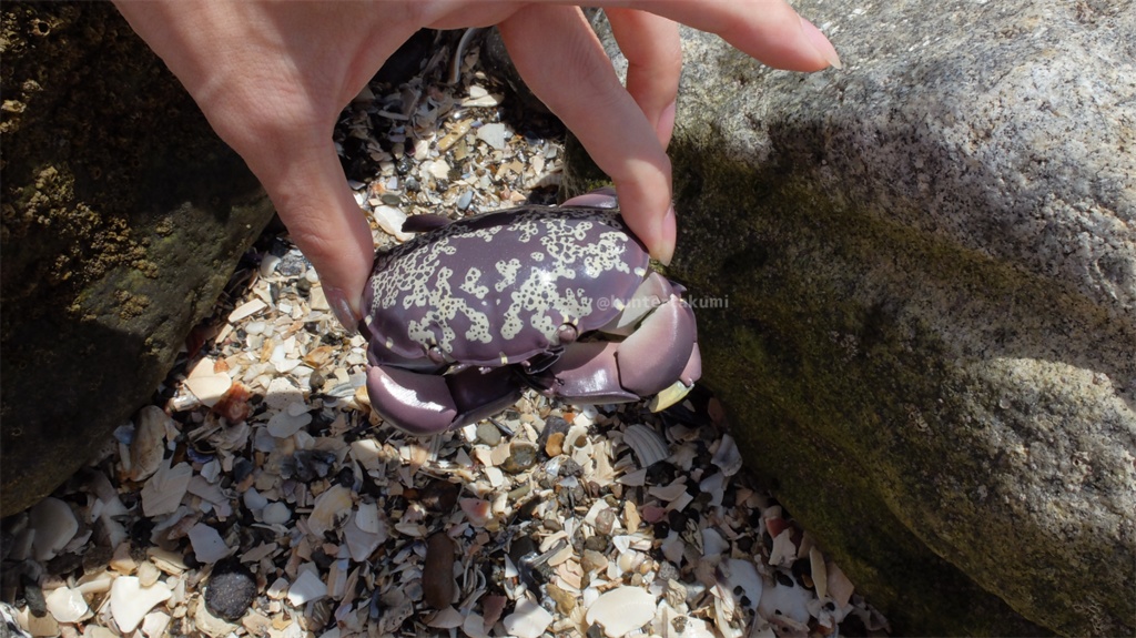 フル可動 スベスベマンジュウガニ(キット)