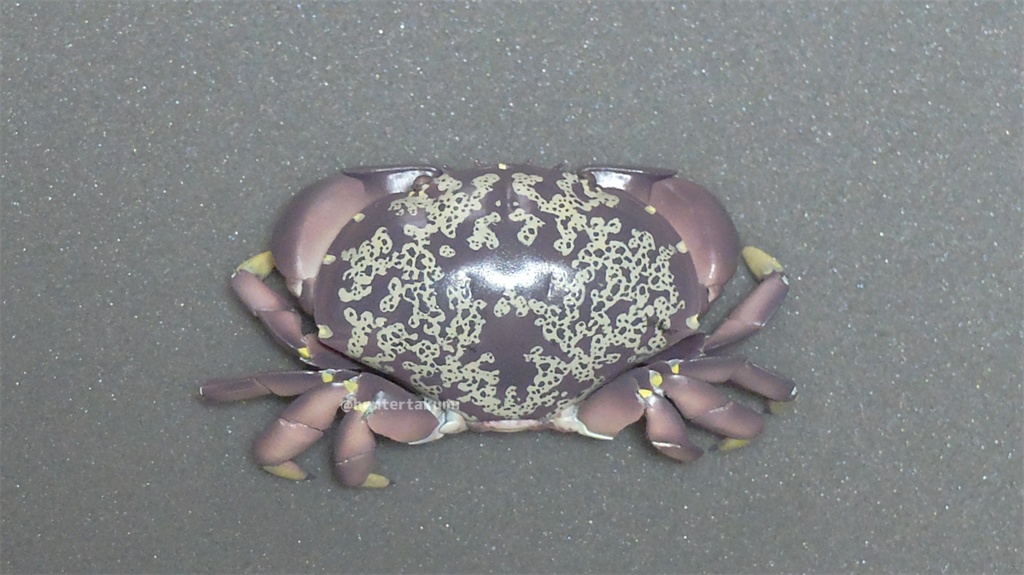 フル可動 スベスベマンジュウガニ(キット)