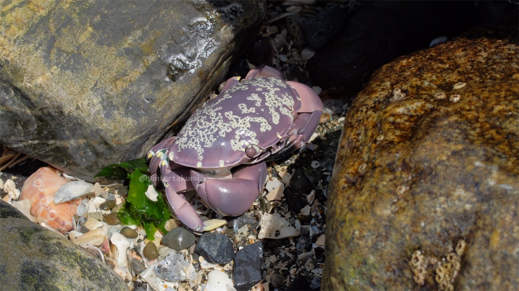 フル可動 スベスベマンジュウガニ(キット)