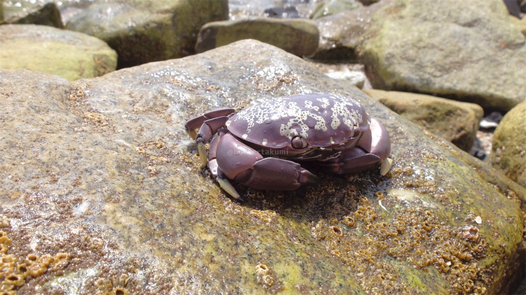 フル可動 スベスベマンジュウガニ(キット)