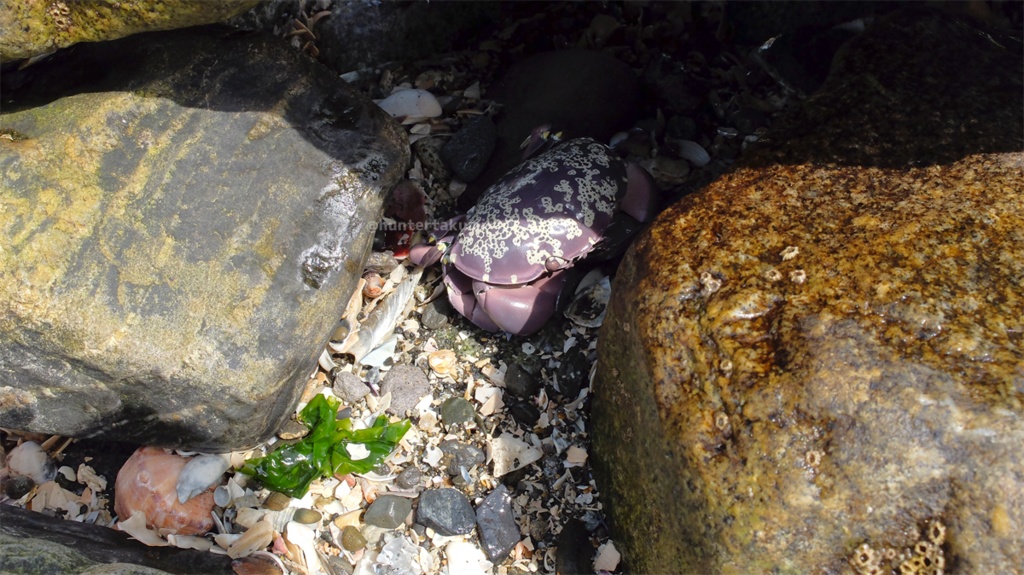 フル可動 スベスベマンジュウガニ(キット)