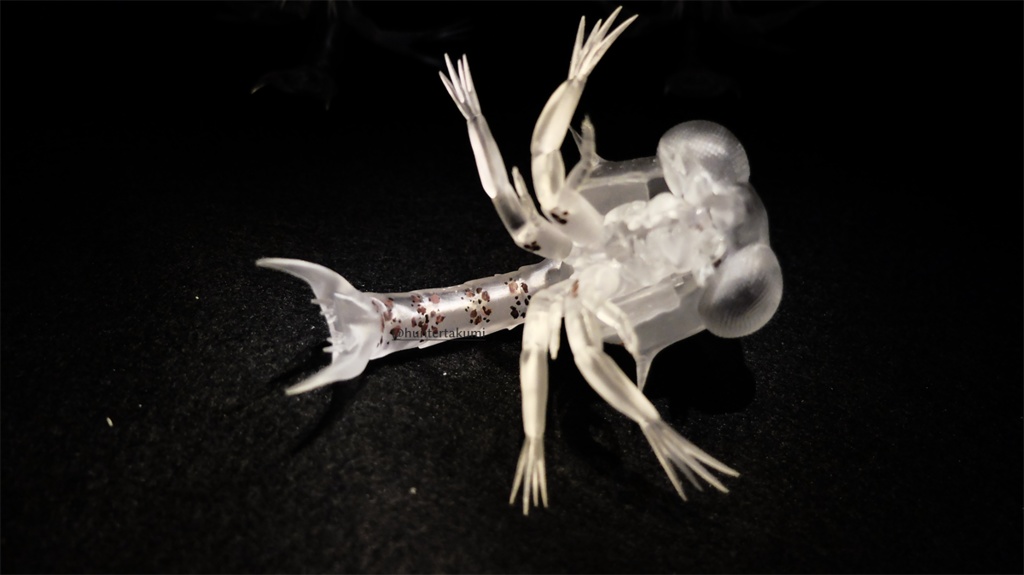 可動 ゾエア幼生(キット)