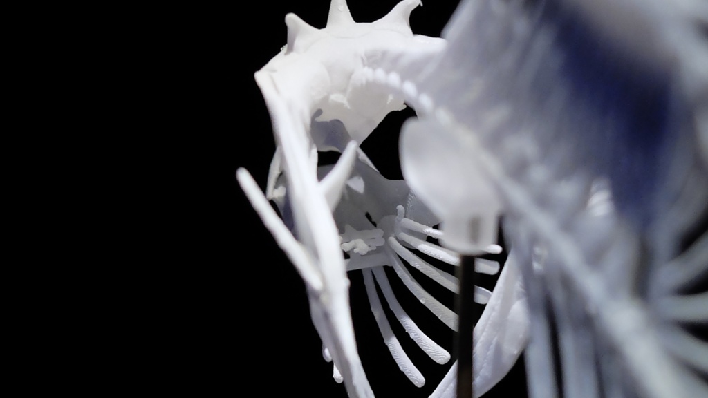 マンボウ全身骨格(キット)