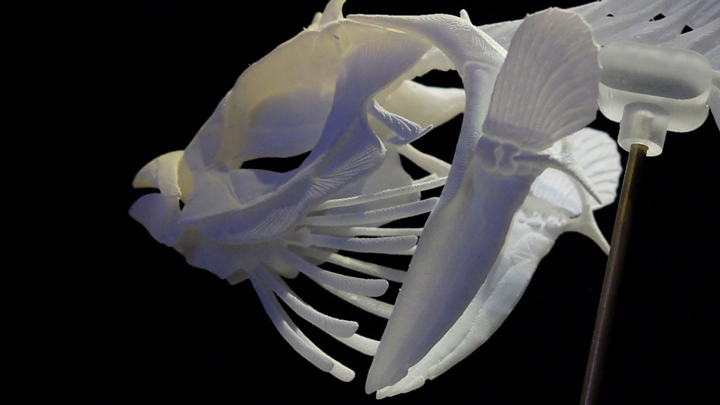 マンボウ全身骨格(キット)