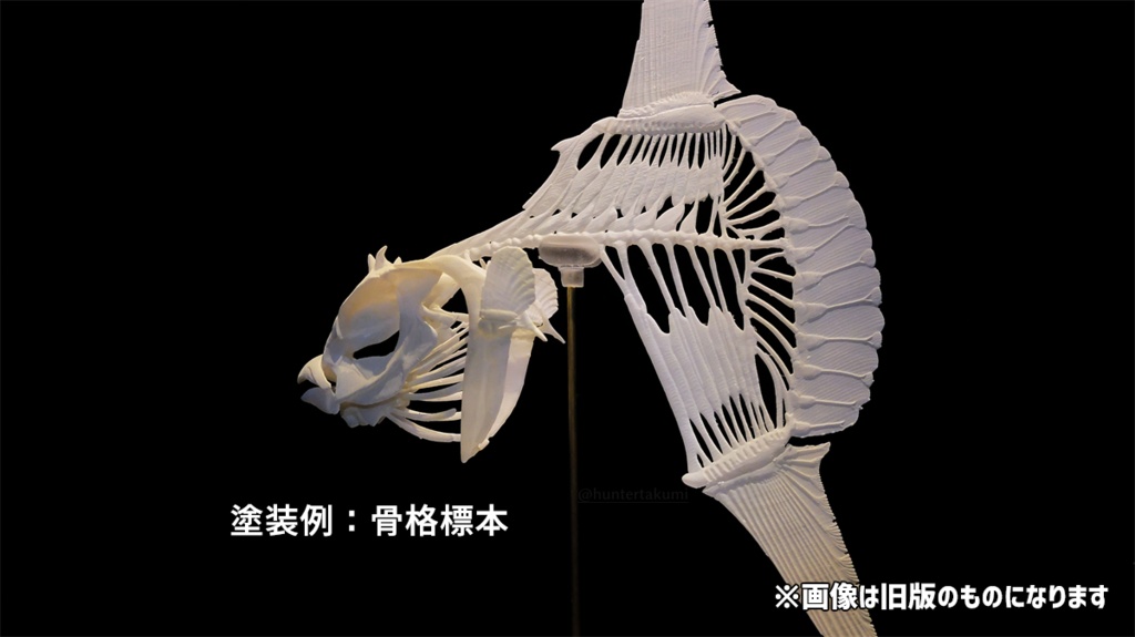 マンボウ全身骨格(キット)