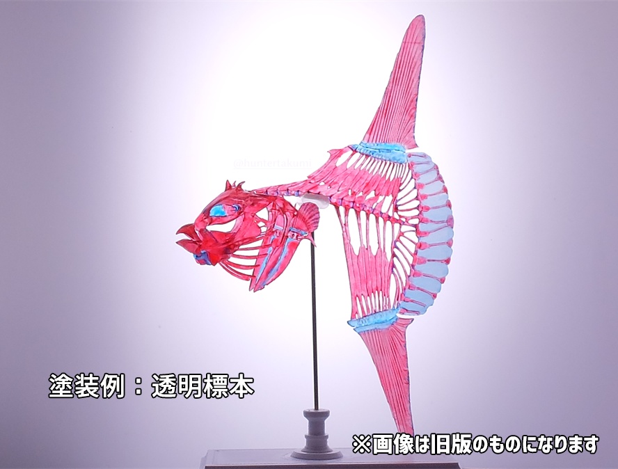 マンボウ全身骨格(キット)