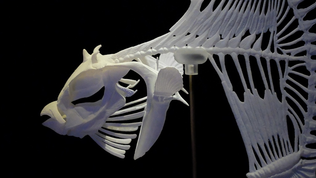 マンボウ全身骨格(キット)