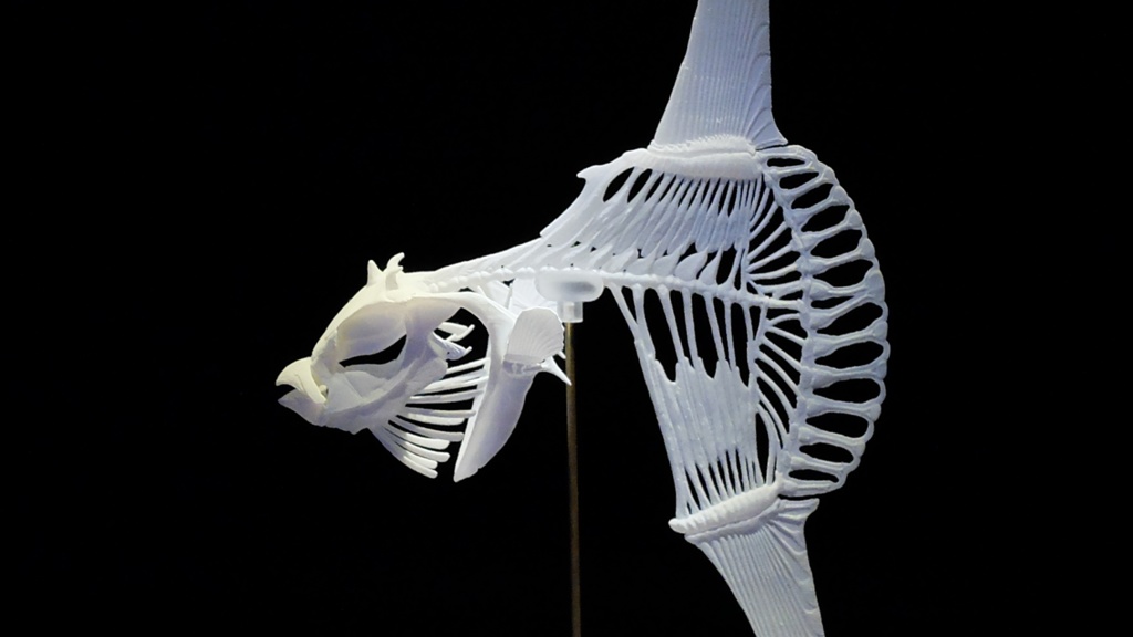 マンボウ全身骨格(キット)