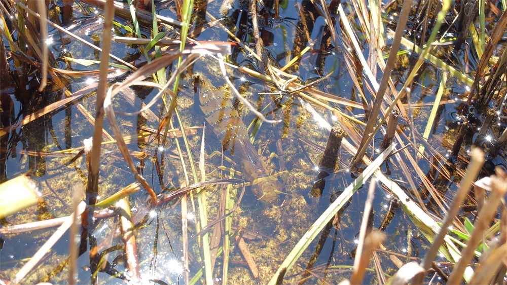 可動 ギンヤンマ幼虫(キット)