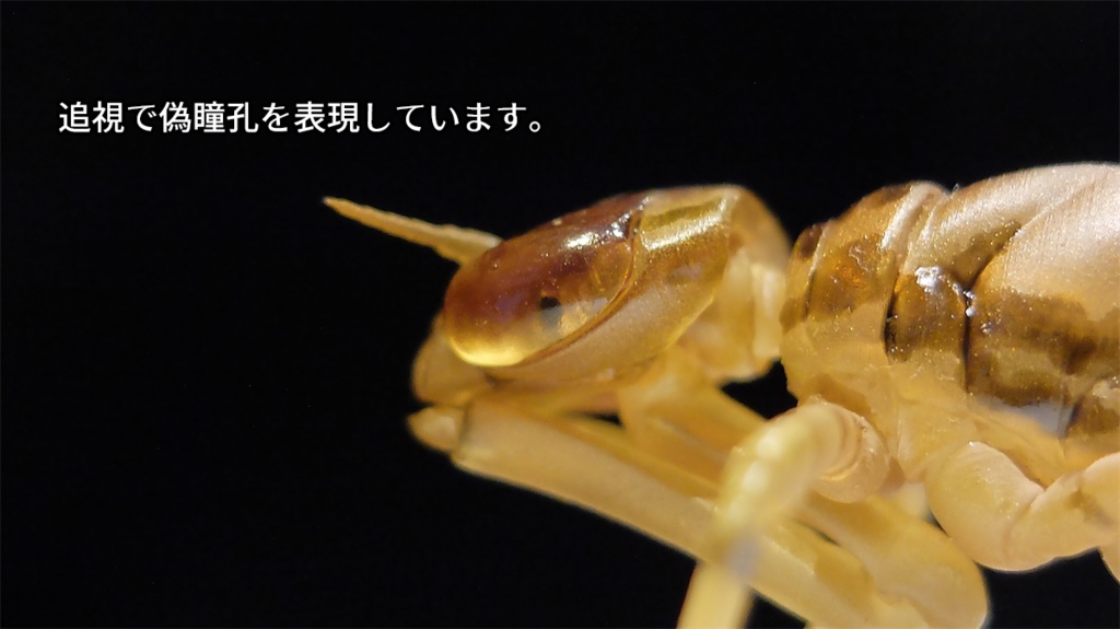 可動 ギンヤンマ幼虫(キット)