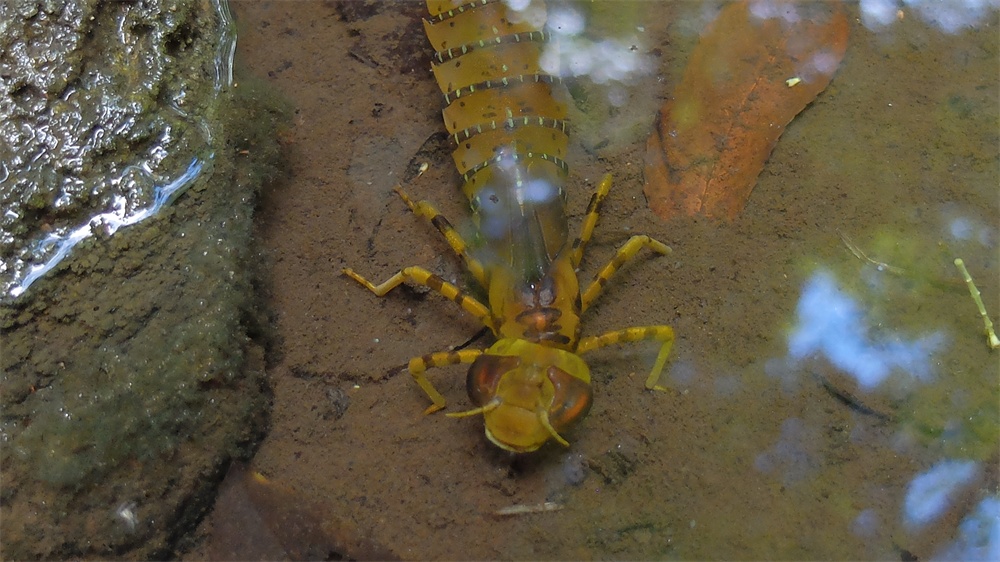可動 ギンヤンマ幼虫(キット)