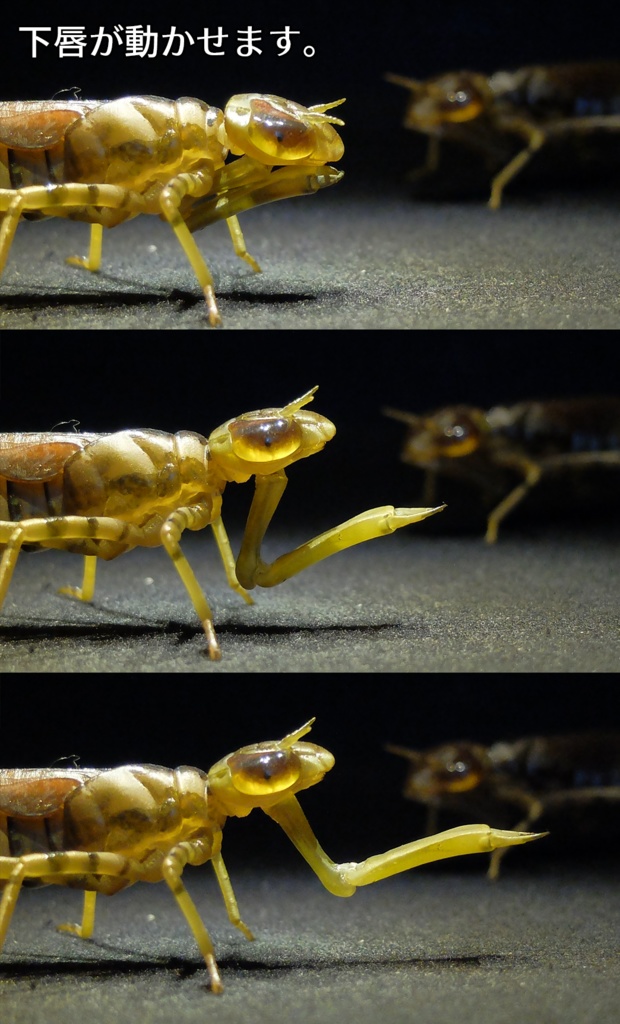 可動 ギンヤンマ幼虫(キット)