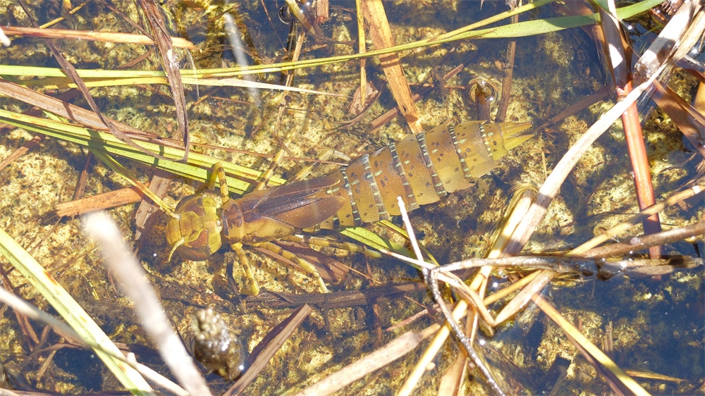 可動 ギンヤンマ幼虫(キット)