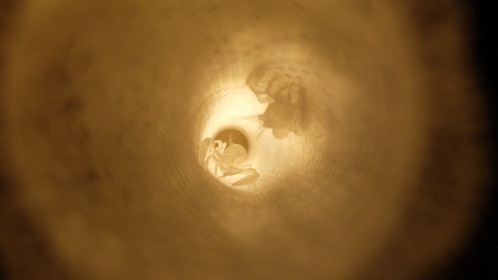 カイロウドウケツ(キット)