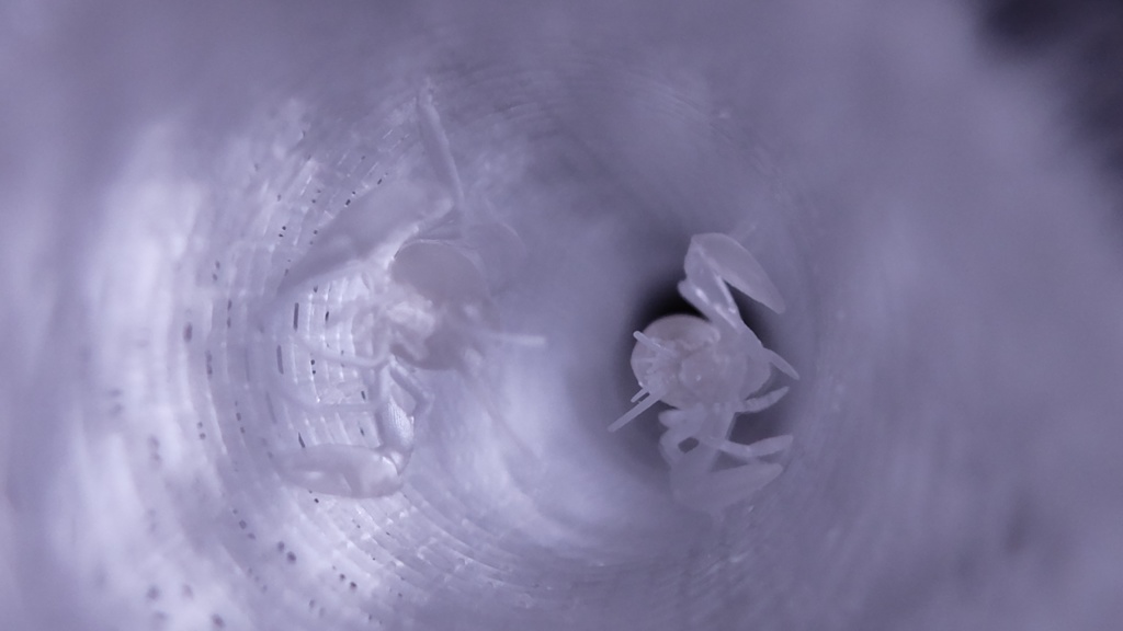 カイロウドウケツ(キット)