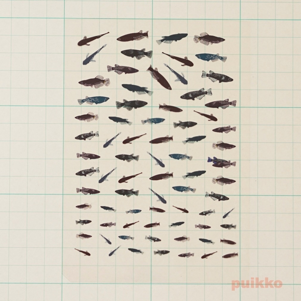 レジン封入用フィルム 黒メダカ