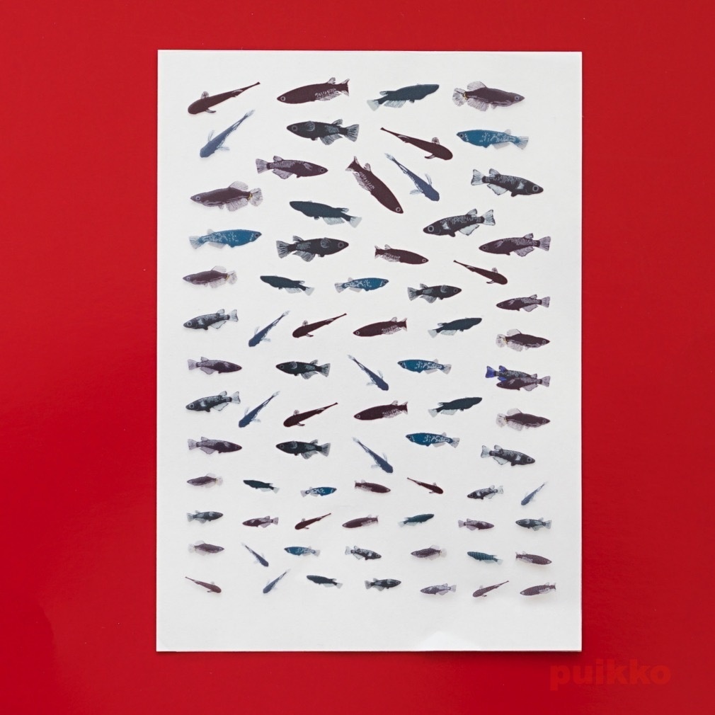 レジン封入用フィルム 黒メダカ