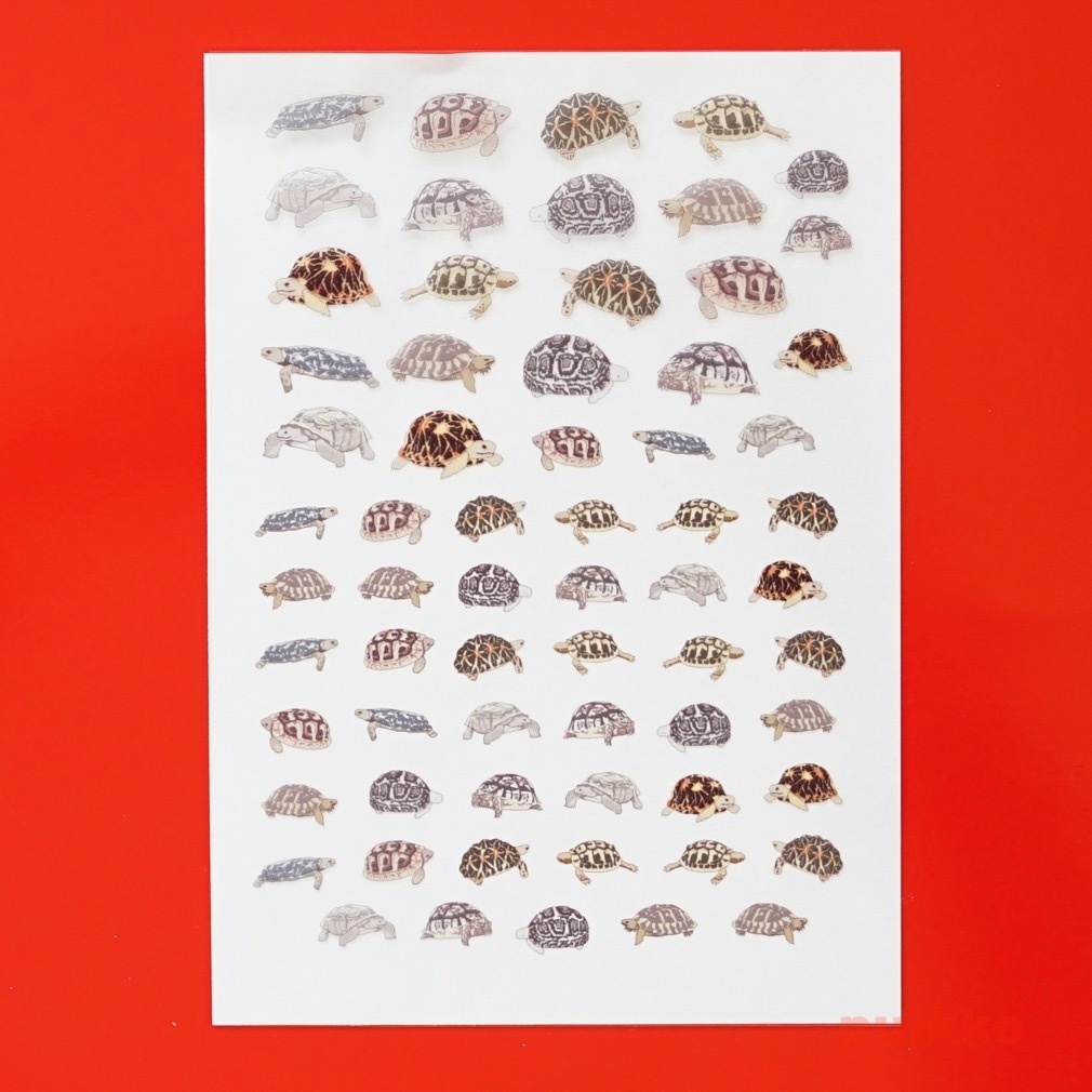 レジン封入用フィルム リクガメ