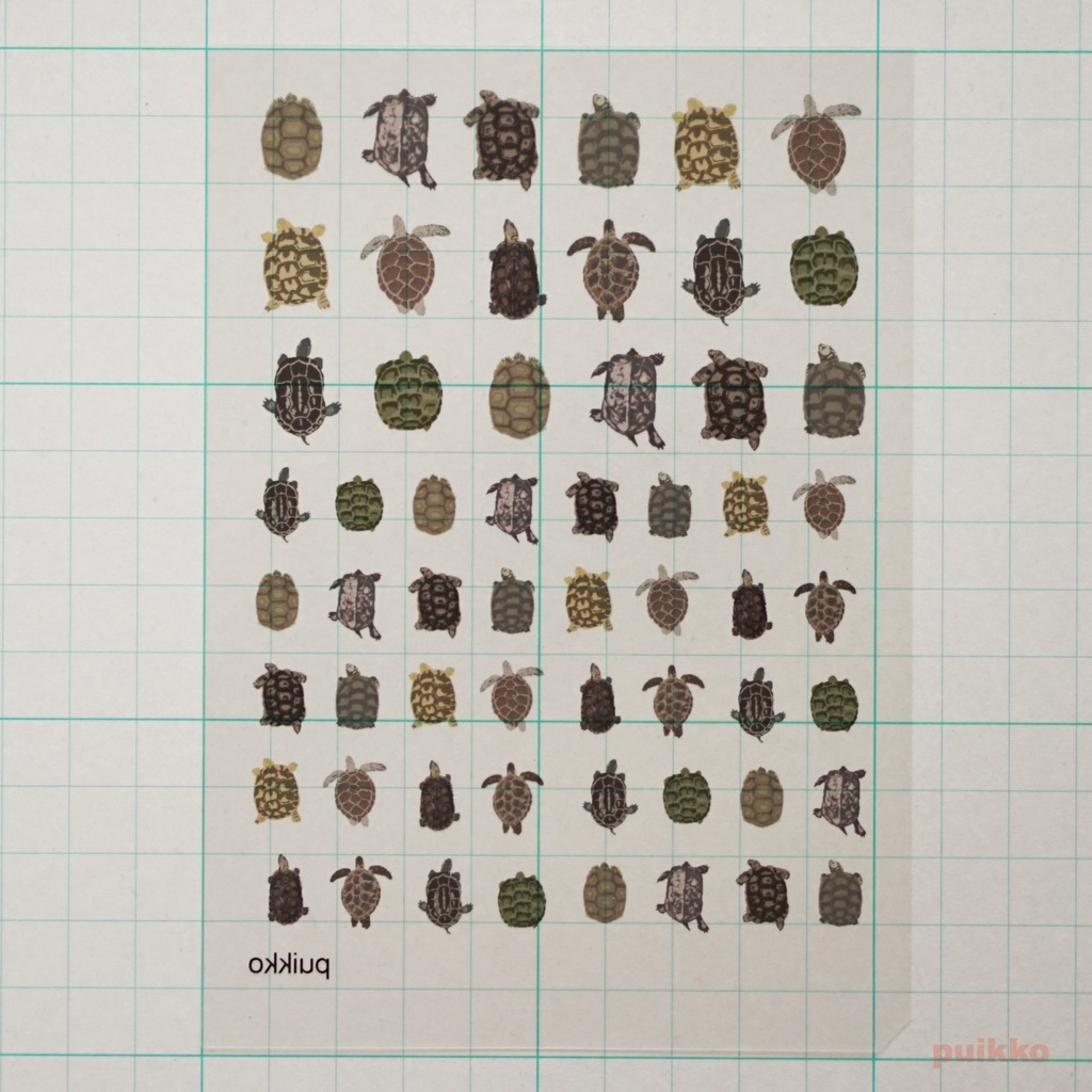 レジン封入用フィルム 上から見た亀