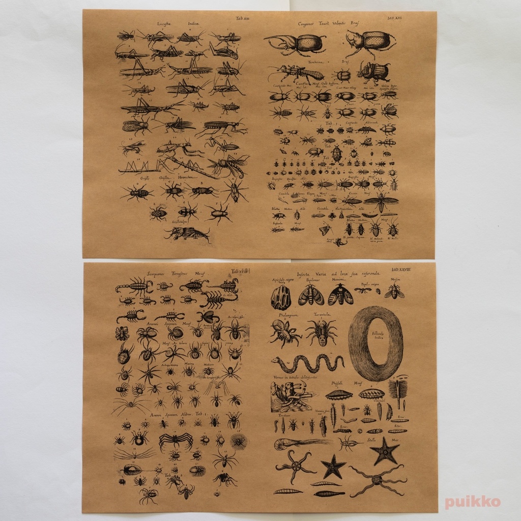 紙製ブックカバー ヨンストン「鳥獣虫魚図譜」2(5枚セット)