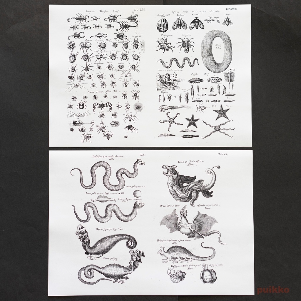 紙製ブックカバー ヨンストン「鳥獣虫魚図譜」2(5枚セット)