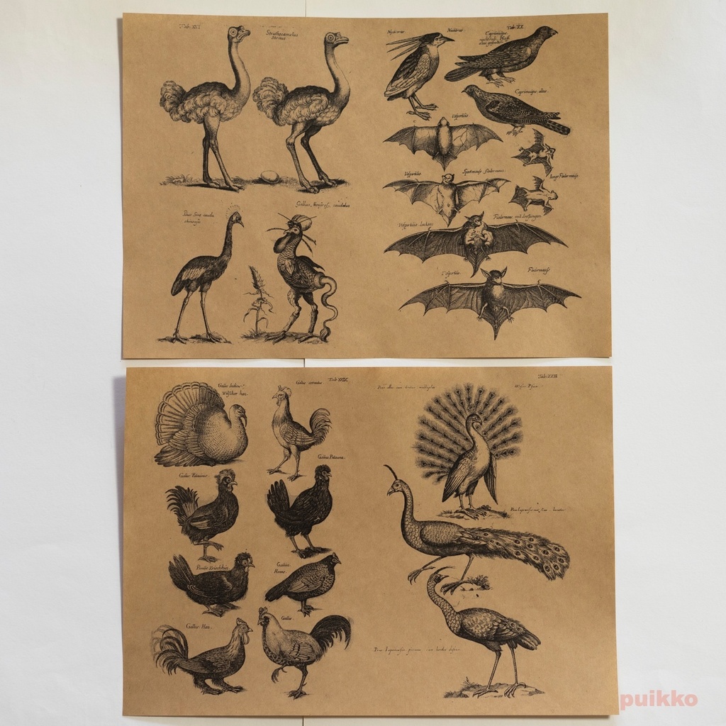 紙製ブックカバー ヨンストン「鳥獣虫魚図譜」4(5枚セット)