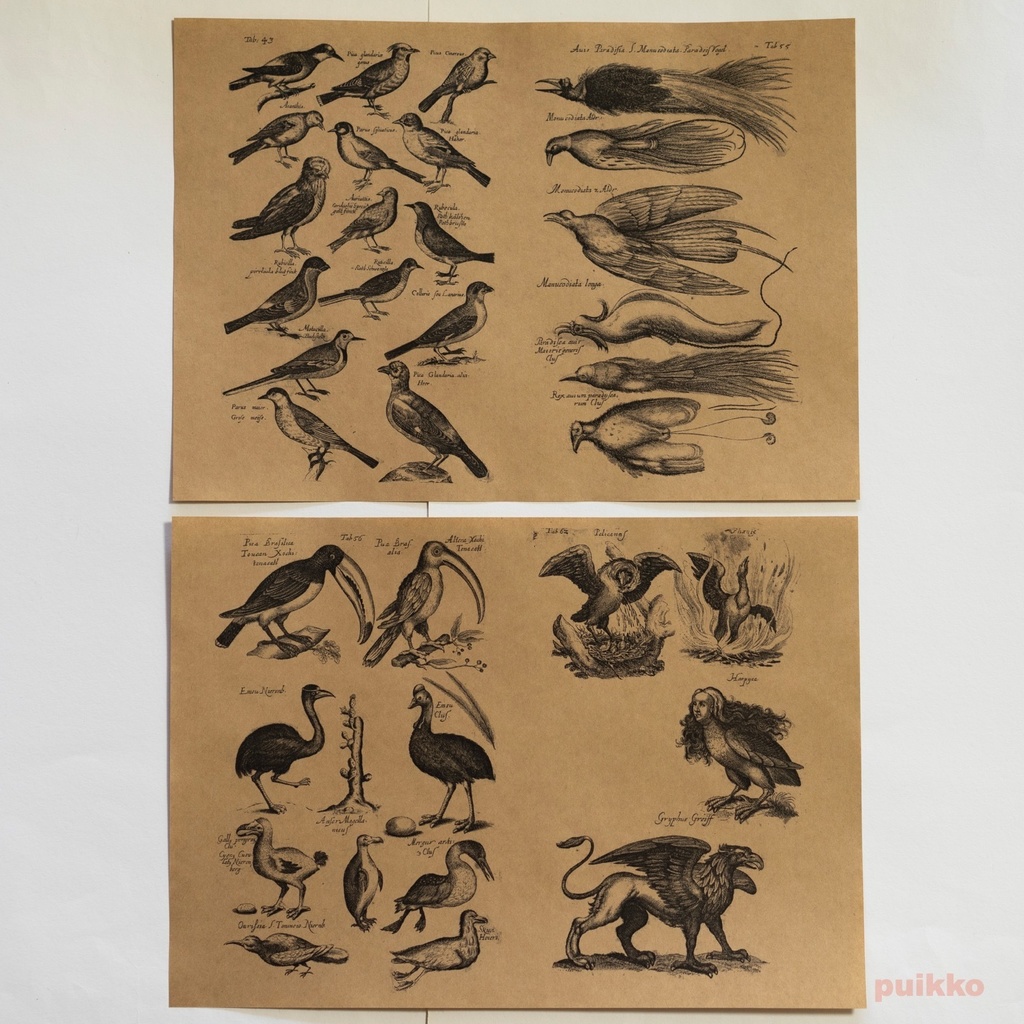 紙製ブックカバー ヨンストン「鳥獣虫魚図譜」4(5枚セット)