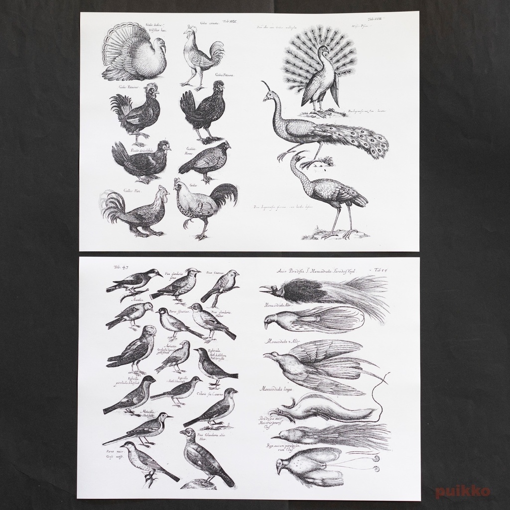 紙製ブックカバー ヨンストン「鳥獣虫魚図譜」4(5枚セット)