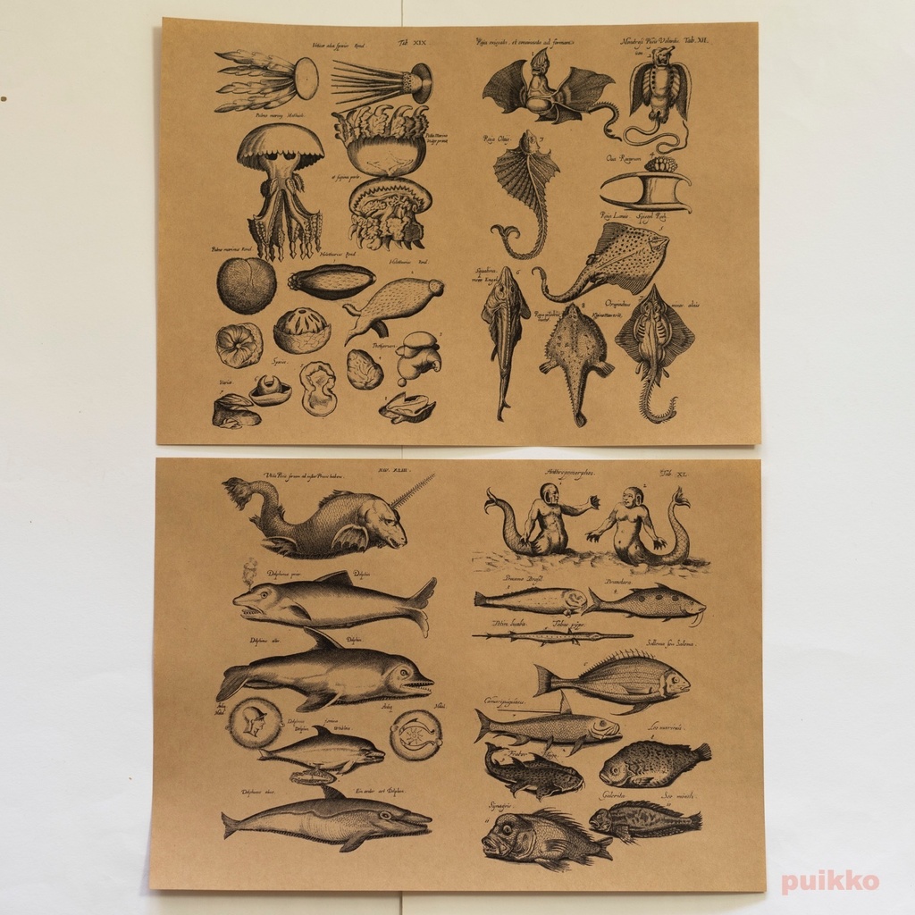 紙製ブックカバー ヨンストン「鳥獣虫魚図譜」5(5枚セット)