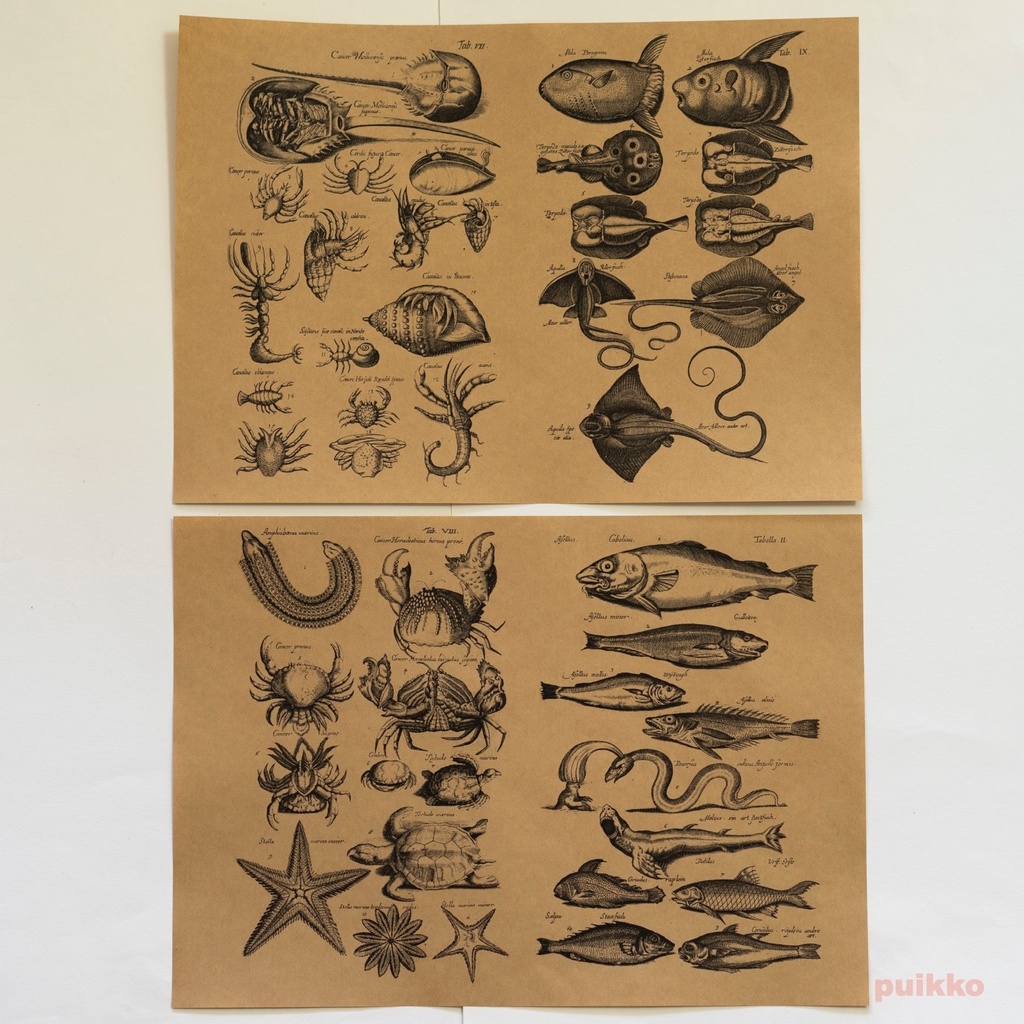 紙製ブックカバー ヨンストン「鳥獣虫魚図譜」5(5枚セット)