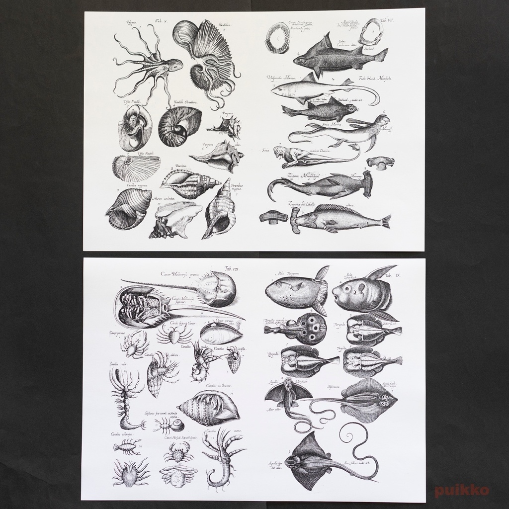 紙製ブックカバー ヨンストン「鳥獣虫魚図譜」5(5枚セット)